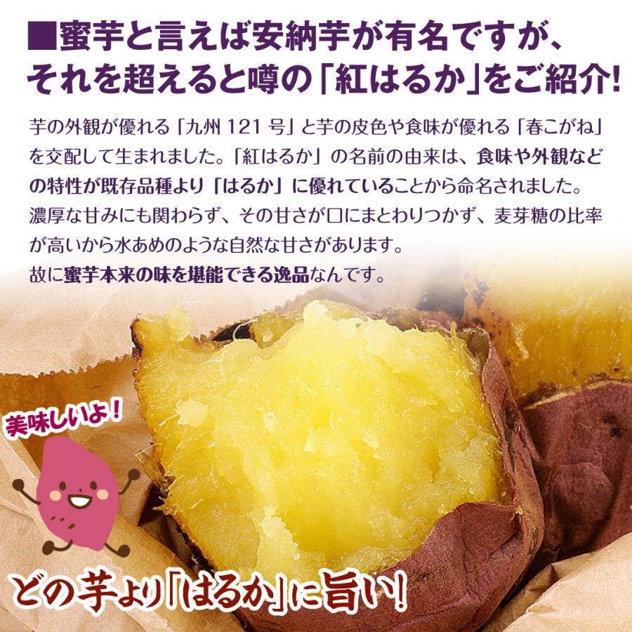 さつまいも 5kg 紅はるか 小芋 茨城産 送料無料 食品 国華園 : 花と緑