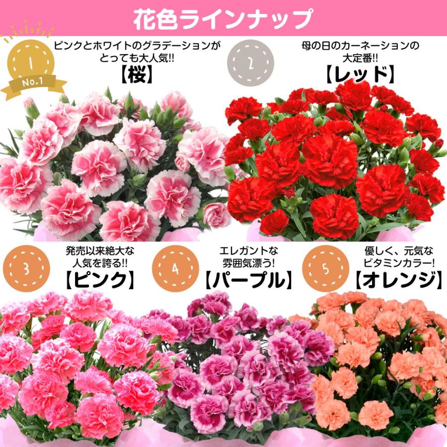 母の日 ギフト 2026 プレゼント 花 カーネーション 選べる5色 鉢植え