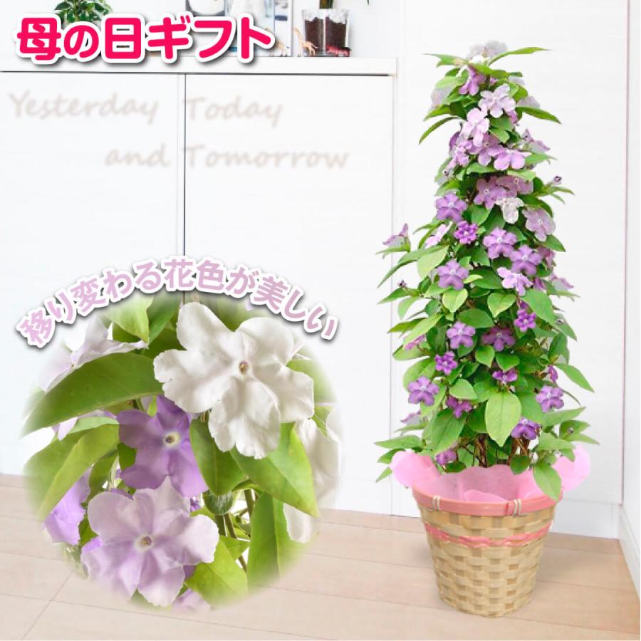母の日 ギフト 2026 花 プレゼント 花鉢 ニオイバンマツリ ミニバラ
