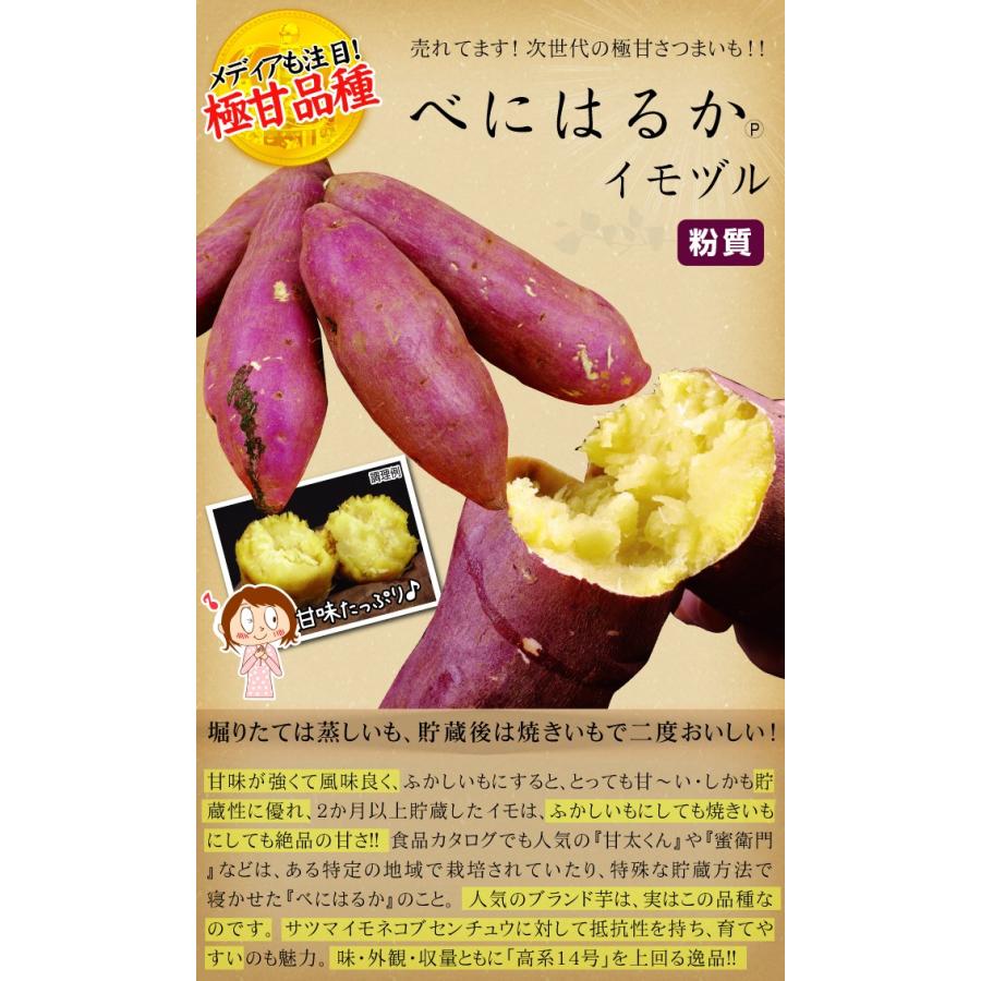 イモヅル 芋づる べにはるかpイモヅル 50本 紅はるか さつまいも苗 切り苗 家庭菜園 自給自足 球根 国華園 P11s3 3023 花と緑 国華園 通販 Yahoo ショッピング