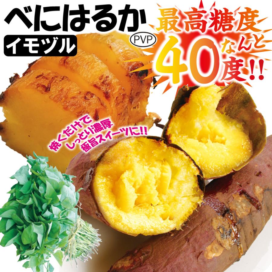 イモヅル 芋づる べにはるかPVPイモヅル50本 / さつまいもの苗
