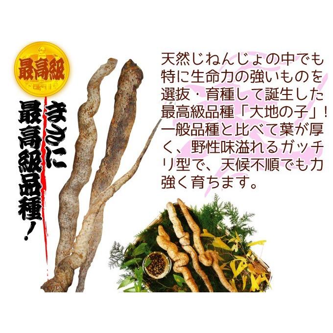 山いも種芋 じねんじょ大地の子 6個 / 山芋 やまいも ヤマイモ 自然薯