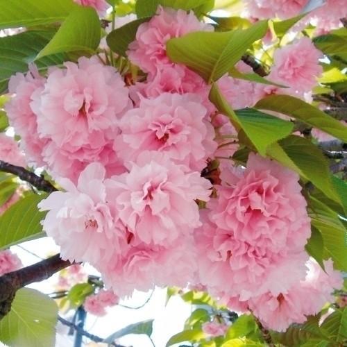 桜 苗 関山 1株 サクラ苗 花木苗 国華園（Yahoo!・花と緑 国華園）
