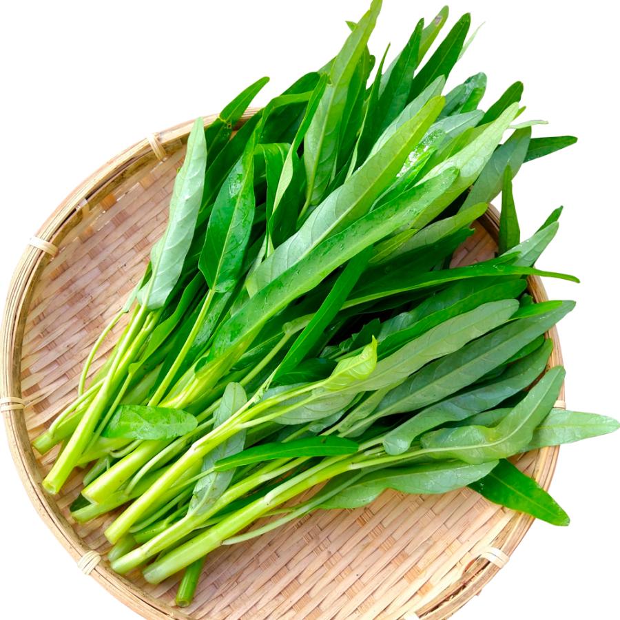 種 野菜たね エンサイ （空芯菜R） 1袋（10ml） エンツァイ くうしん