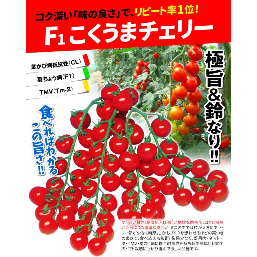 種 野菜たね ミニトマト F1こくうまチェリー 1袋（30粒） やさいの種