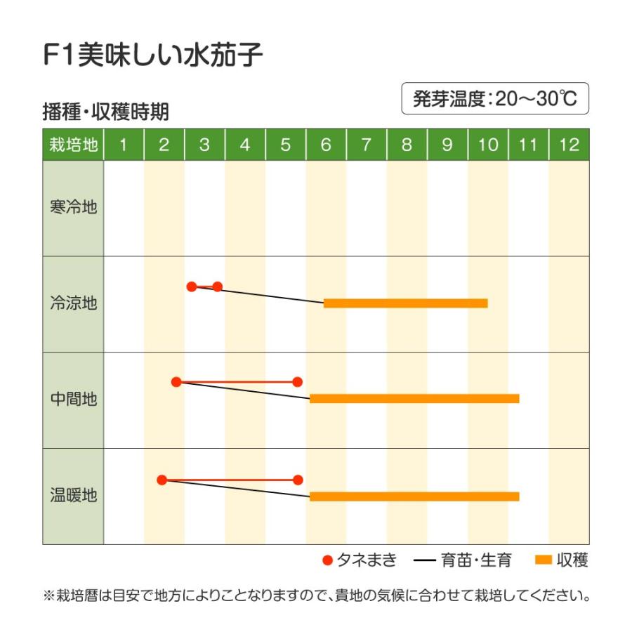 ナス 種 野菜たね F1美味しい水茄子 1袋（1ml） 茄子 なすび やさいたね 国華園 こっかえん｜kokkaen｜02