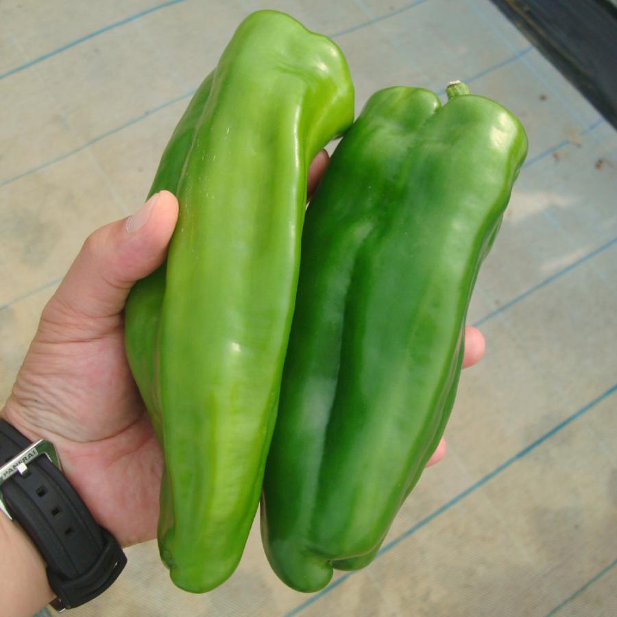 種 野菜たね ピーマン F1スイートロング 1袋（20粒） やさいの種 国