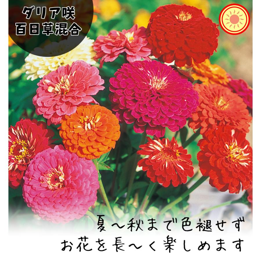 種 花たね ダリア咲百日草混合 1袋(1000mg) : 花と緑 国華園 - 通販
