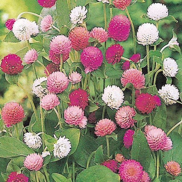 千日紅 種 美色混合 1袋 300mg 千日紅の種 千日紅の花 花たね 花の種 花 種子 タネ センニチコウ ドライフラワー フラワーアレンジメント 切花 花壇 国華園 P11s7 7005 花と緑 国華園 通販 Yahoo ショッピング