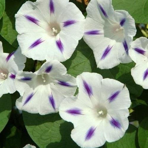 朝顔 種 西洋朝顔 ミルキーウェイ 1袋 700mg 朝顔の種 朝顔の花 花たね