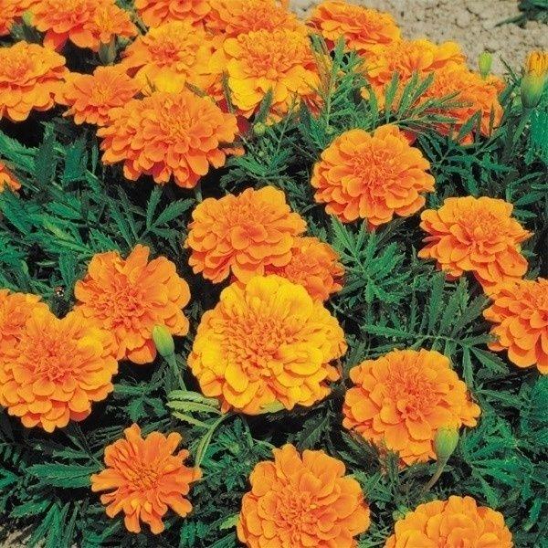 マリーゴールド 種 フレンチマリーゴールド バレンシア 1袋 500mg マリーゴールドの種 マリーゴールドの花 花たね 花の種 花 種子 タネ タゲテス P11s7 7031 花と緑 国華園 通販 Yahoo ショッピング