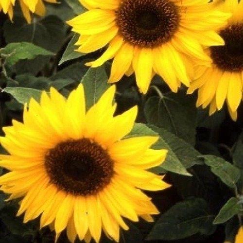 種 花たね ひまわり トポリーノ 1袋 500mg 花のタネ 花 種子 タネ 向日葵 サンフラワー 夏花 ヘリアンサス 国華園 P11s7 7073 花と緑 国華園 通販 Yahoo ショッピング