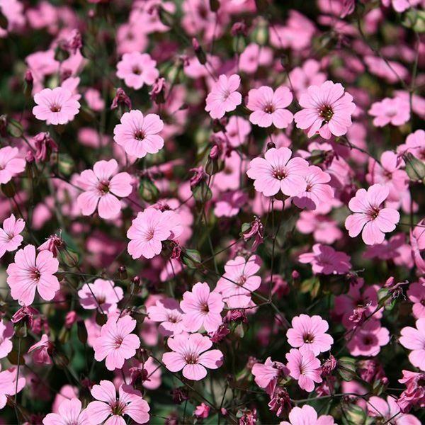 種 花たね 赤花かすみ草 1袋 400mg 花のタネ 花 種子 タネ フラワーアレンジメント 切花 花壇 国華園 P11s7 7109 花と緑 国華園 通販 Yahoo ショッピング