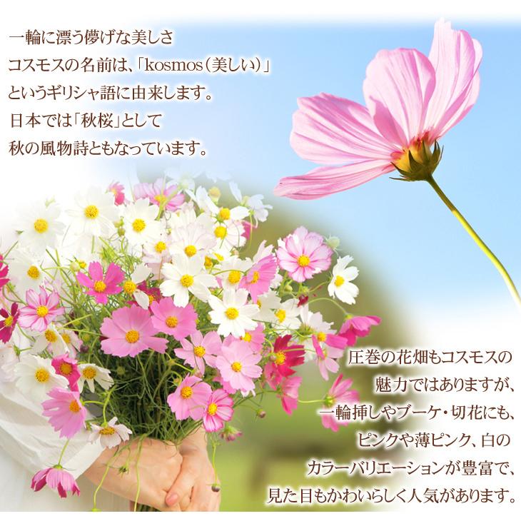 種 花たね大量販売 コスモス畑 1袋(1000g)の画像