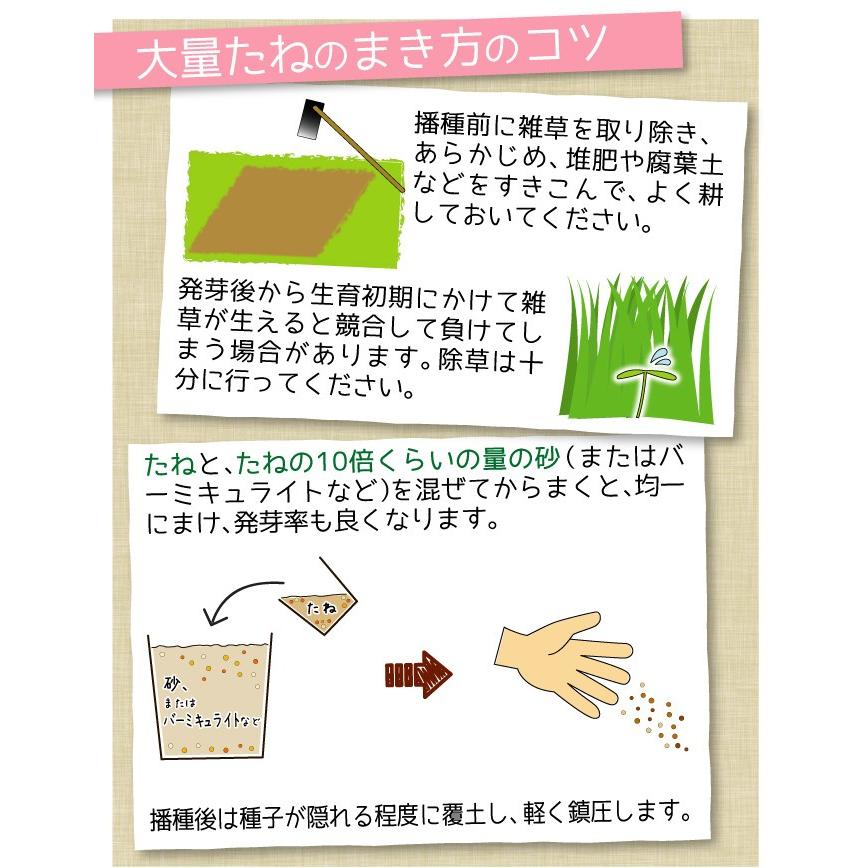 種 花たね大量販売 コスモス畑 1袋(1000g)の画像