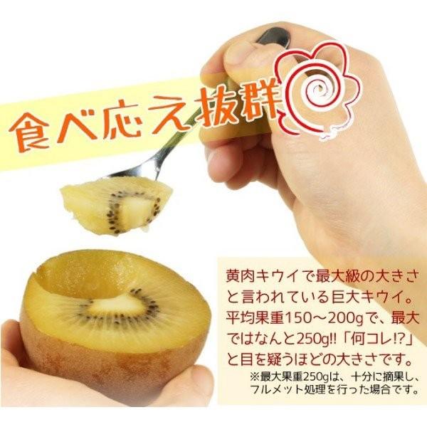 キウイ 苗 ジャンボイエロー メス木 1株 ゴールデン ゴールド 苗 キウイの木 キューイ キウイ 苗木 果樹苗 国華園 P11s8 03 花と緑 国華園 通販 Yahoo ショッピング