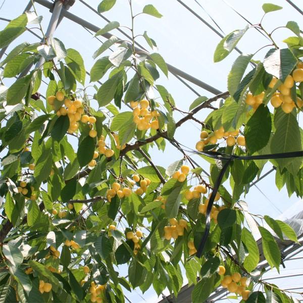 さくらんぼ 苗木 月山錦r 1株 桜桃 チェリー 苗 サクランボの木 果樹苗 国華園 P11s8 8528 花と緑 国華園 通販 Yahoo ショッピング