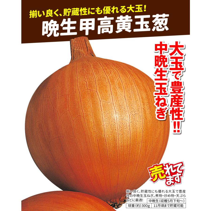 国華園 種 野菜たね タマネギ （中晩生）晩生甲高黄玉葱 1袋（3ml