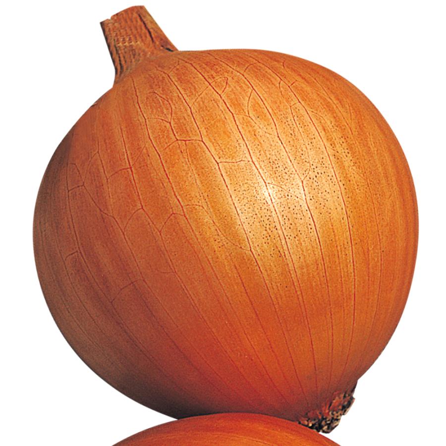 種 野菜たね タマネギ（中晩生）晩生甲高黄玉葱 1袋（5ml） 玉葱