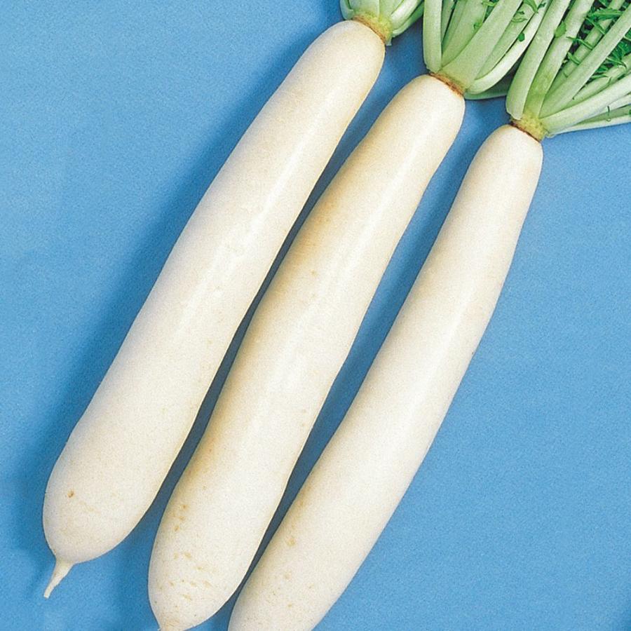 種 野菜たね ダイコン F1タクアン大根 1袋 5ml 国華園 人気ブランド 野菜のタネ 種子 野菜