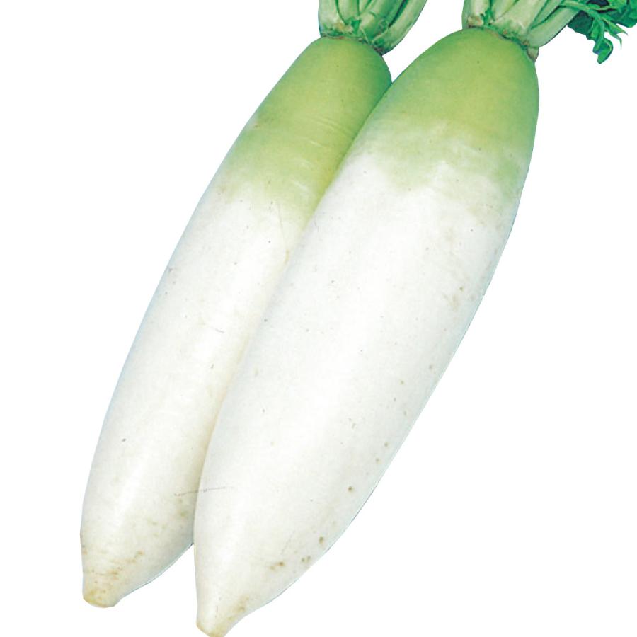 種 野菜たね ダイコン 宮重総太り 1袋（10ml） みやしげ 大根 野菜の種