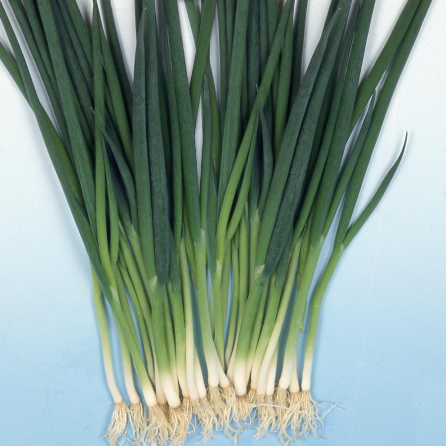 種 野菜たね ネギ 九条細葱 1袋（8ml） くじょう 葱 野菜の種 国華園