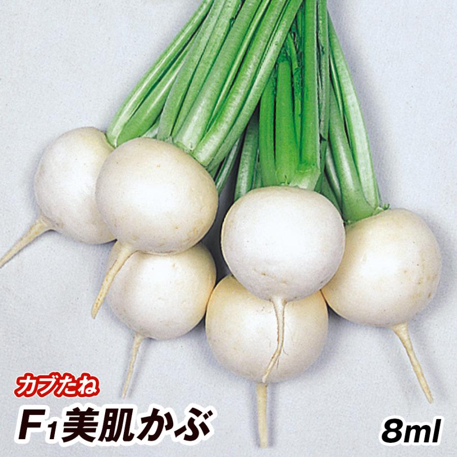 種 野菜たね カブ F1美肌かぶ 1袋（8ml） 蕪 野菜の種 国華園 : 花と緑