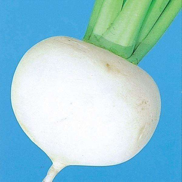 種 野菜たね カブ 改良富山かぶ 1袋（10ml） 蕪 野菜の種 国華園 : 花