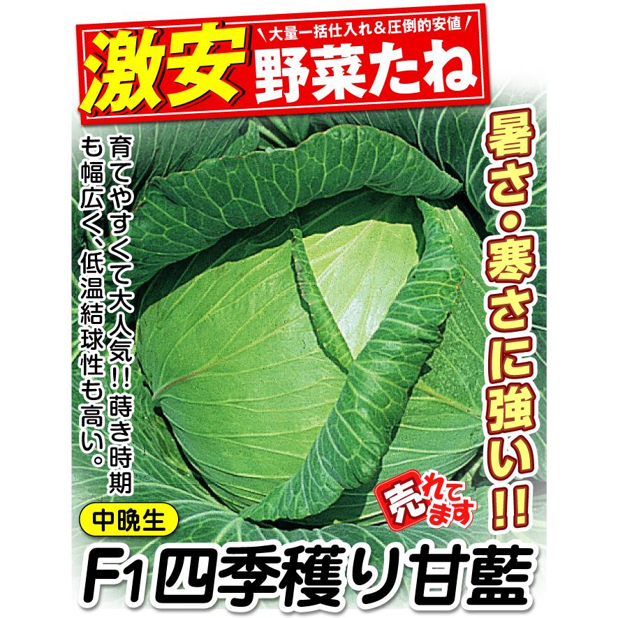 国華園 種 野菜たね キャベツ F1四季穫り甘藍 1袋（1ml） 甘藍 やさい