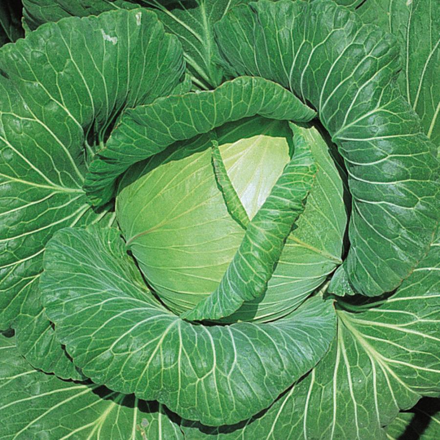 国華園 種 野菜たね キャベツ F1四季穫り甘藍 1袋（1ml） 甘藍 やさい
