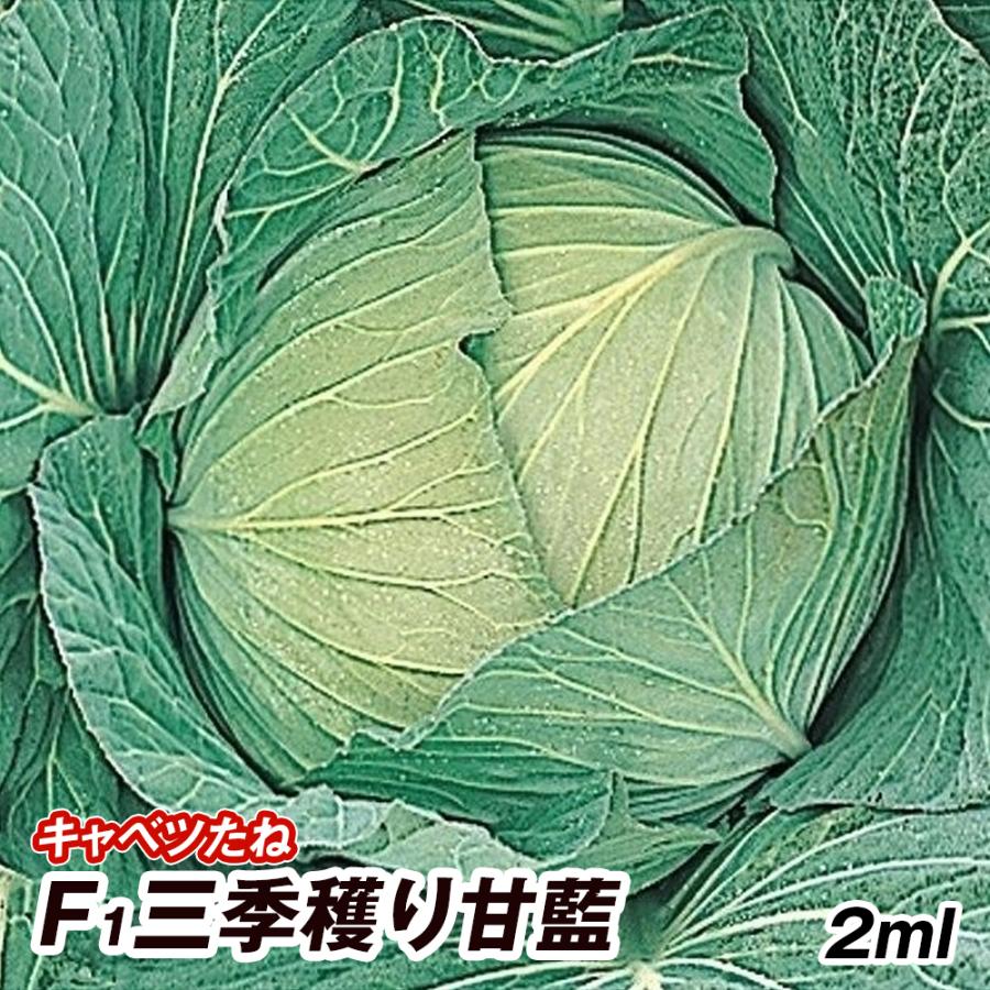 キャベツ タネ F1三季穫り甘藍 1袋 2ml 種 野菜たね Ytc16 P6c 176 花と緑 国華園 通販 Yahoo ショッピング