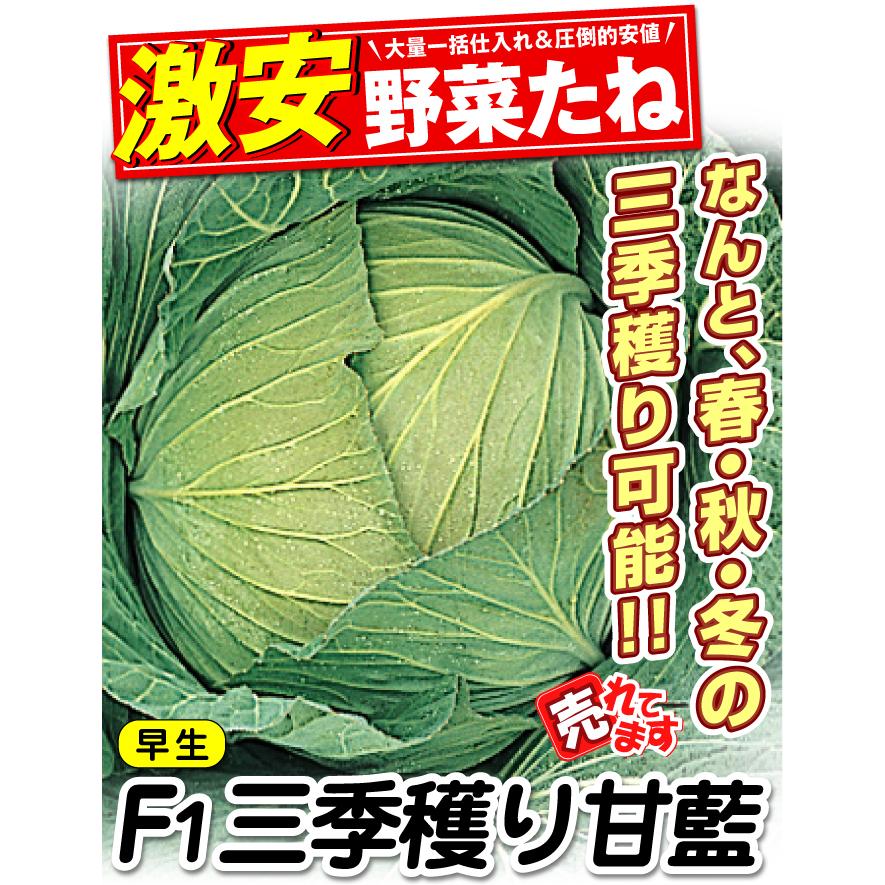 国華園 種 野菜たね キャベツ F1三季穫り甘藍 1袋（1ml） 甘藍 やさい