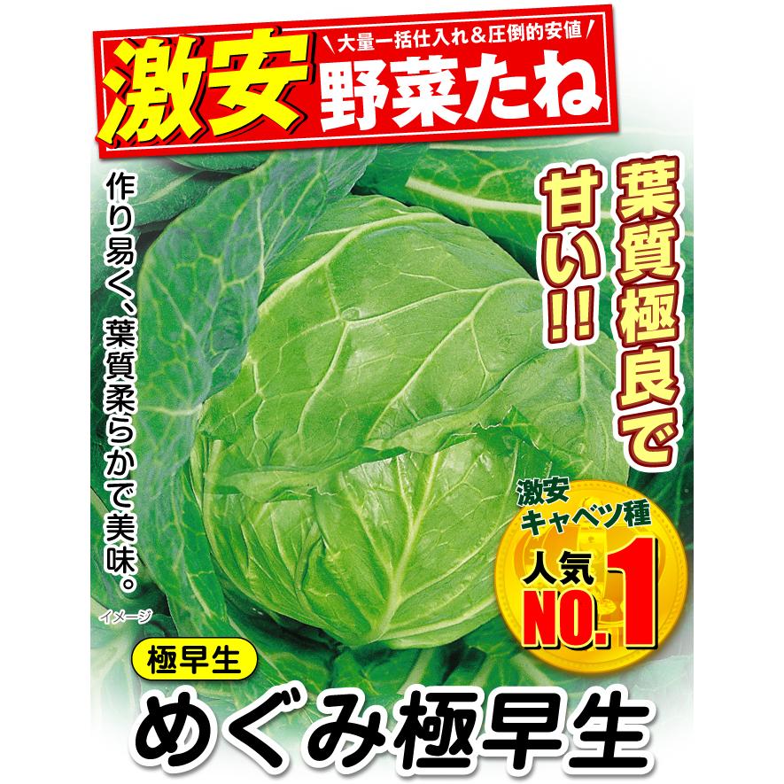 国華園 種 野菜たね キャベツ めぐみ極早生 1袋（2ml） 甘藍 やさいの