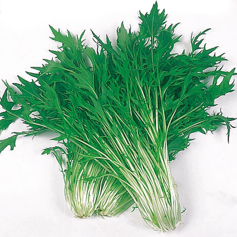 国華園 種 野菜たね 水菜 早生千筋京水菜 1袋（5ml） みずな やさいの