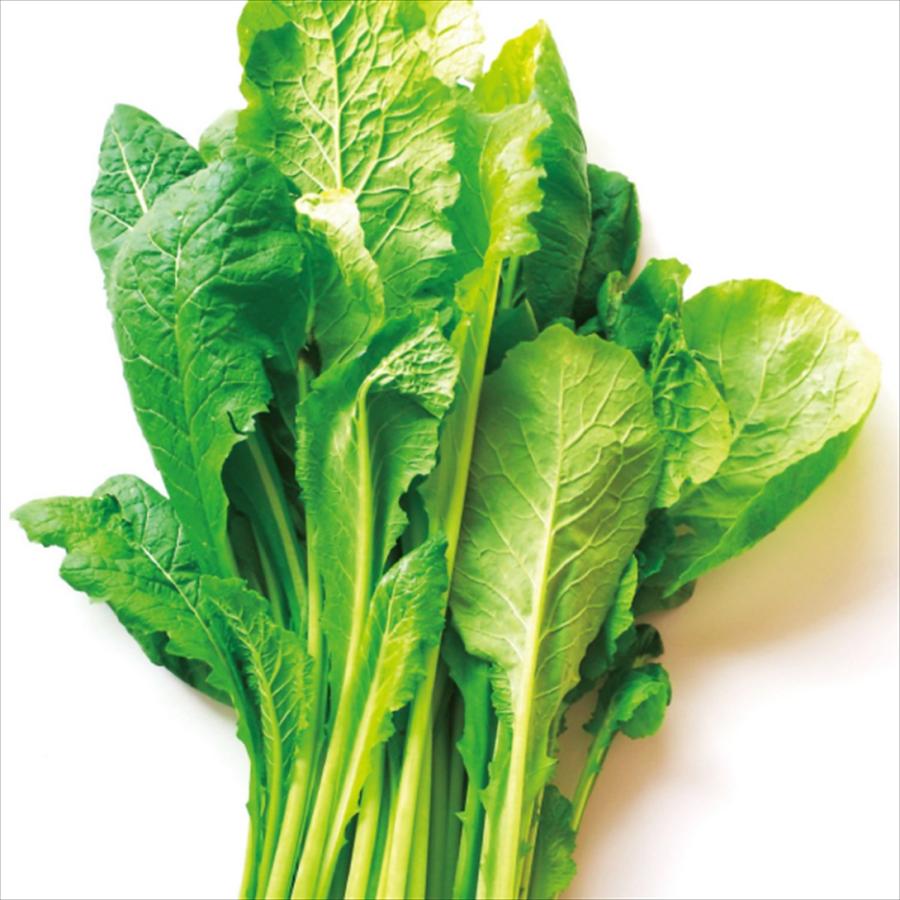 種 野菜たね 菜類 野沢菜 1袋（8ml） : 花と緑 国華園 - 通販 - Yahoo