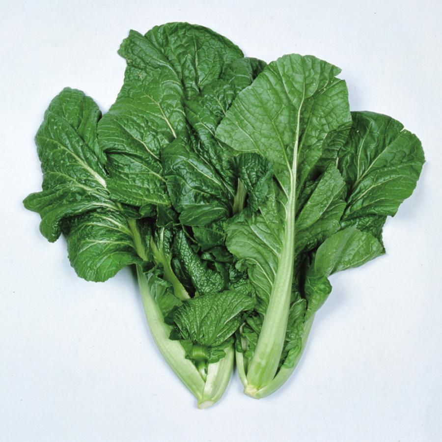 国華園 種 野菜たね 菜類 柳川青高菜 1袋（7ml） やさいの種 : 花と緑