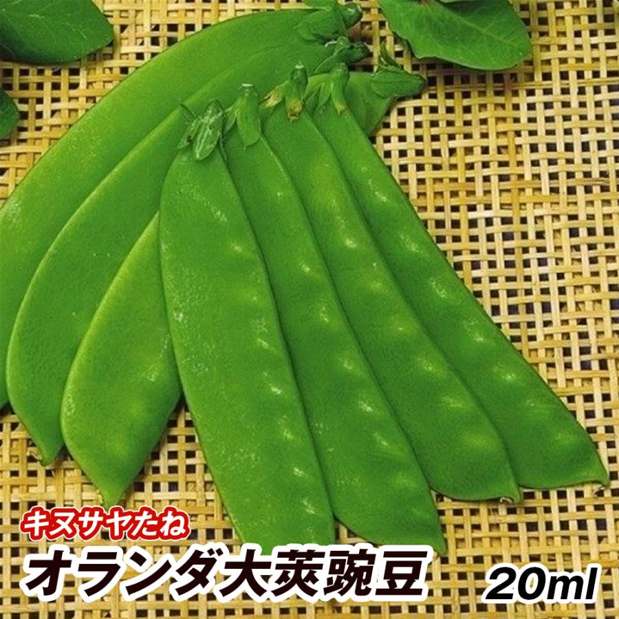 無料サンプルok 絹サヤ 種 野菜たね マメ オランダ大莢豌豆 1袋 25ml 野菜のタネ 野菜 種子 絹サヤの種 豆 キヌサヤ 絹サヤ 絹莢 タネ Ytc34 国華園 贈り物