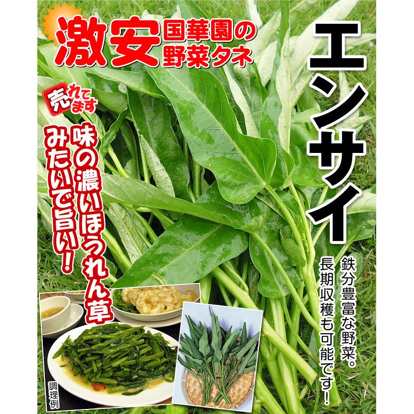専用★空芯菜の種　1kg 種 野菜たね 中国野菜 エンサイ （空芯菜R） 1袋（10ml）エンツァイ