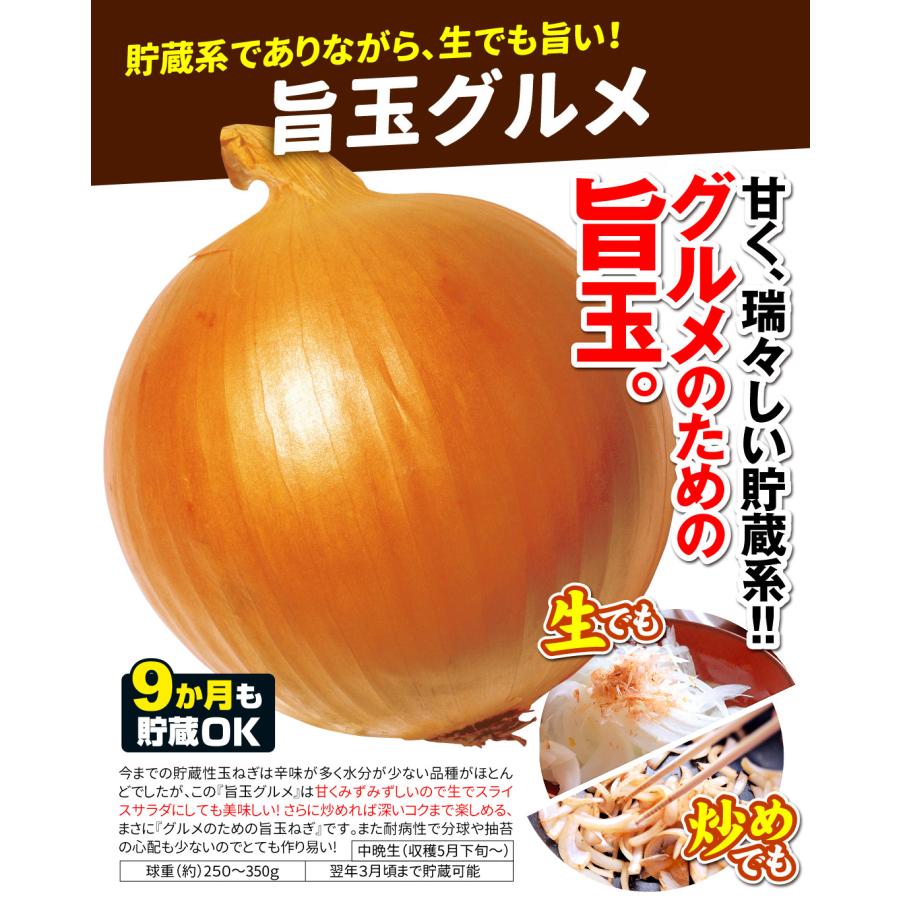 国華園 種 野菜たね タマネギ （中晩生）旨玉グルメ 1袋（5ml） 玉葱