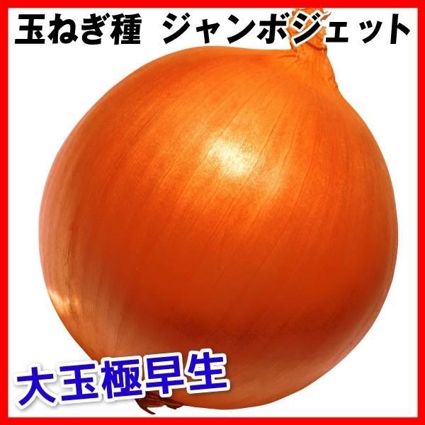 1年保証 タマネギ 種 野菜たね ジャンボジェット 1袋 3ml 野菜のタネ 野菜