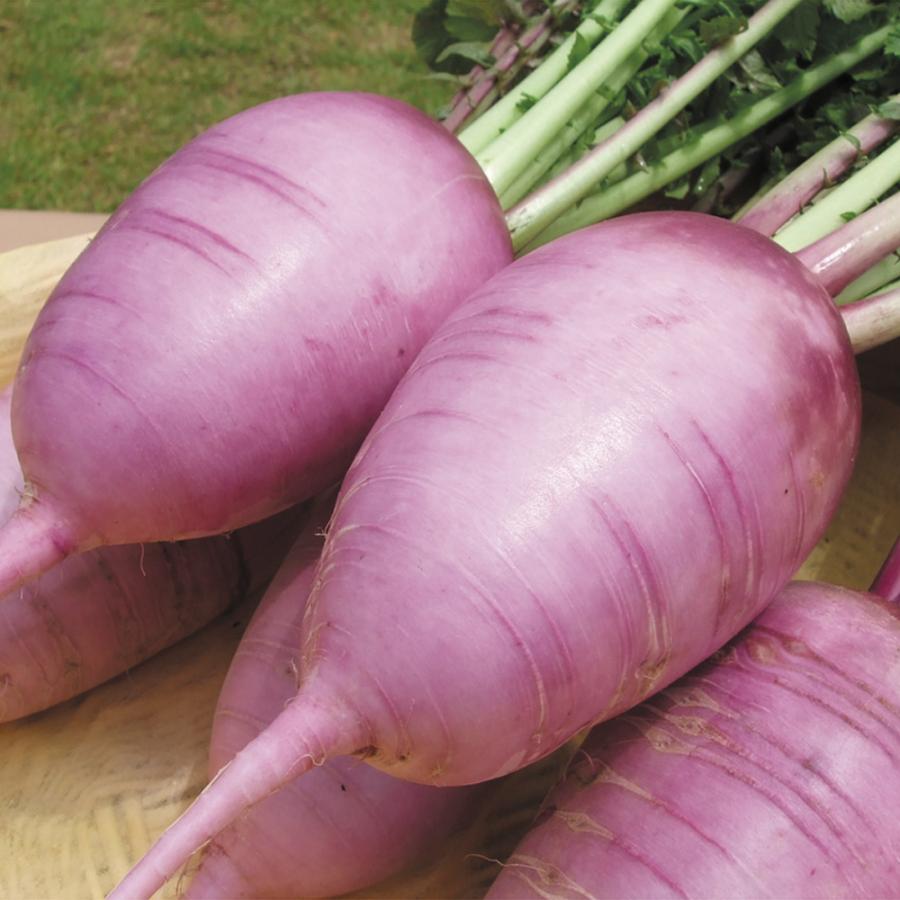 ダイコン 種 野菜たね F1味いちばん紫 1袋 50粒 野菜のタネ 野菜