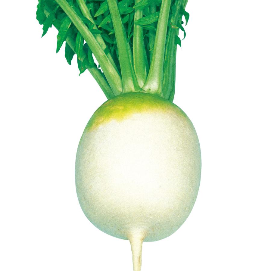 国華園 種 野菜たね ダイコン F1満月聖護院 1袋（7ml） しょうごいん