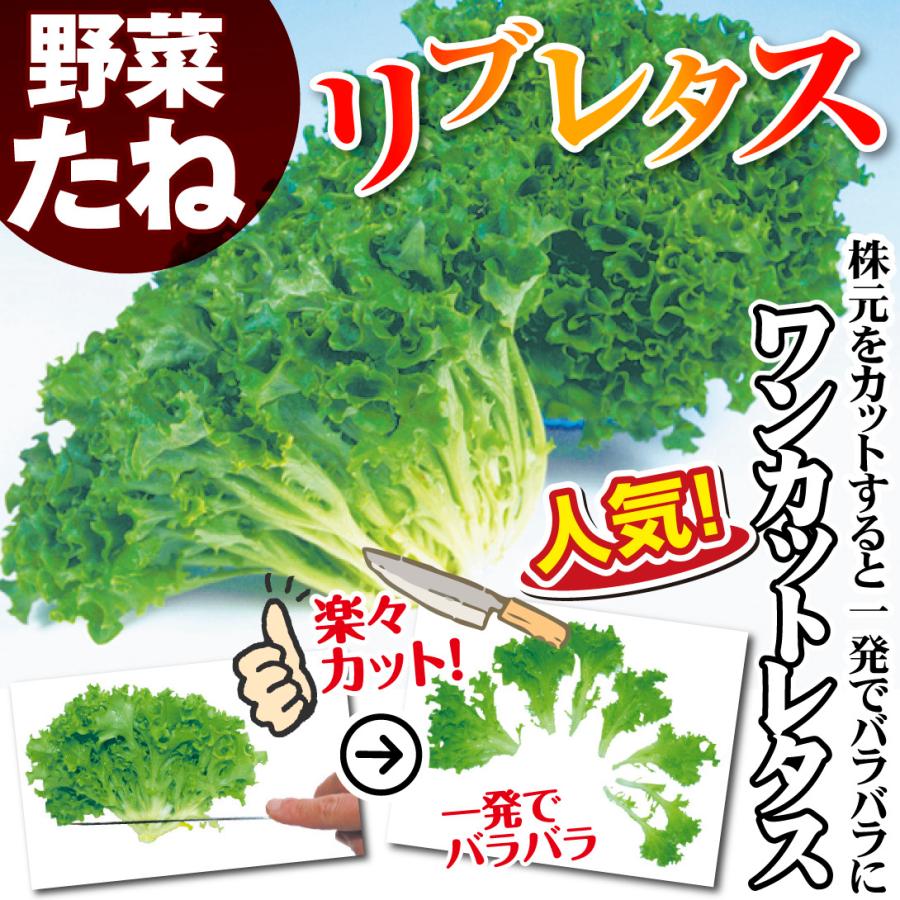 ゆうパパ　野菜の種　おまかせ200袋 国華園 種 野菜たね レタス リブレタス 1袋（2ml） やさいの種 : 花と