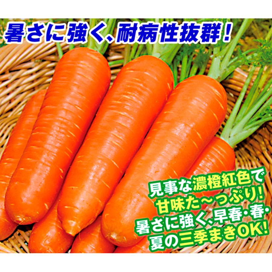 ニンジン 人参 にんじん タネ F1紅美人 1袋 5ml 種 野菜たね Ytc25 P6c 425 花と緑 国華園 通販 Yahoo ショッピング