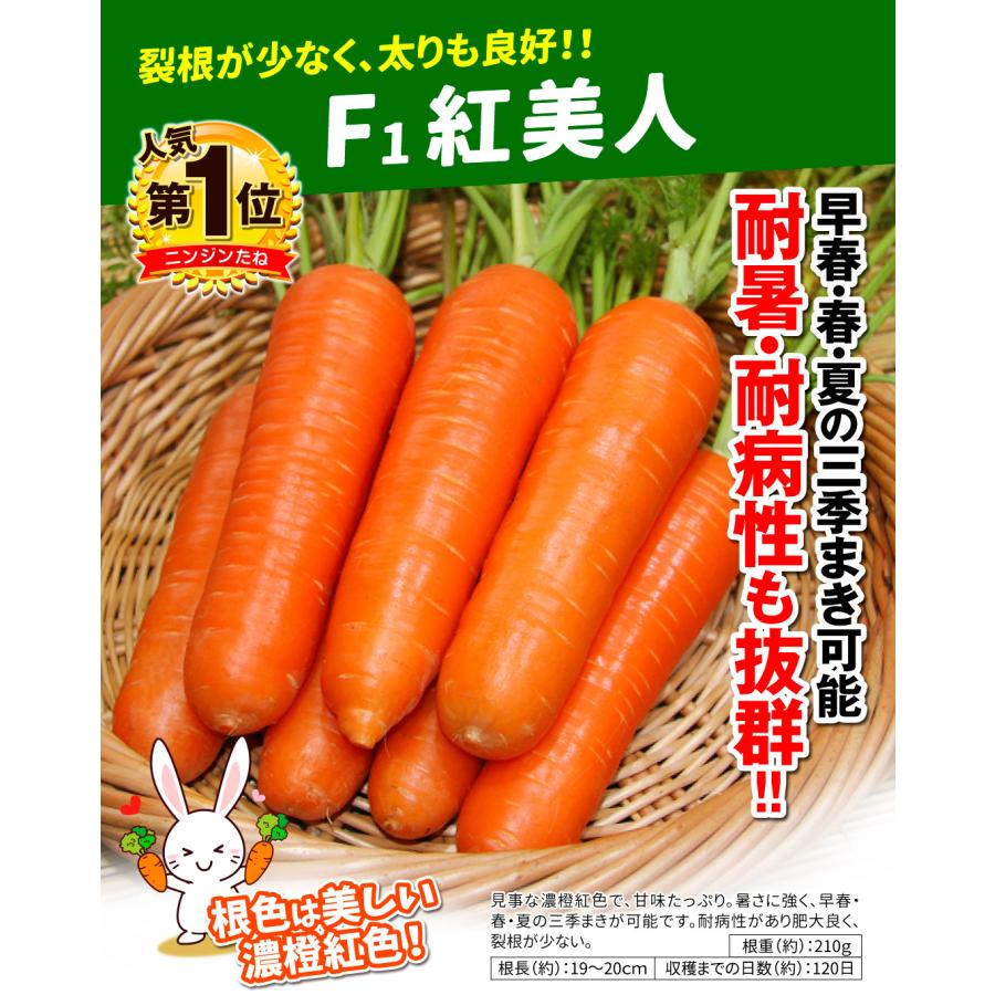 国華園 種 野菜たね ニンジン F1紅美人 1袋（5ml） 人参 やさいの種 