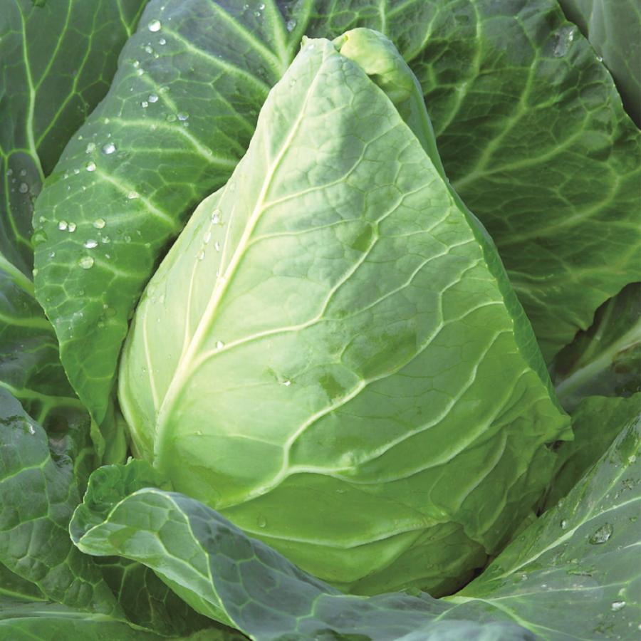 国華園 種 野菜たね キャベツ F1ソンスマ 1袋（50粒） 甘藍 やさいの種