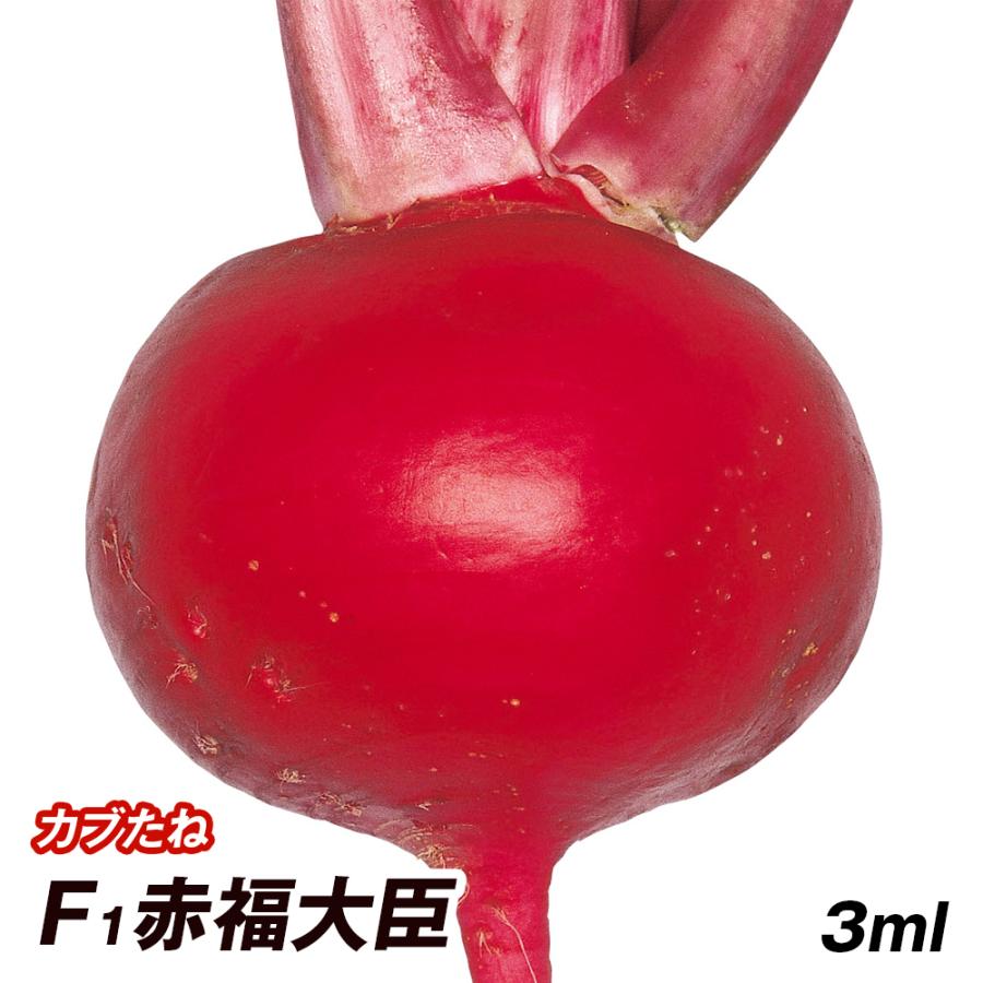 カブ 種 野菜たね F1赤福大臣 1袋 4ml 野菜のタネ 野菜 種子