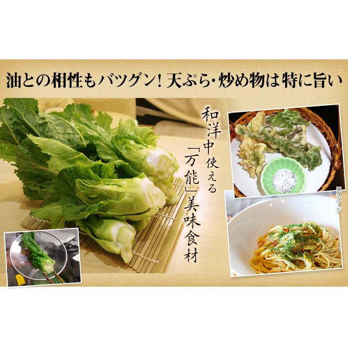 種 野菜たね 菜類 大型からし菜 つぼみっ娘 1袋（コート種子200粒