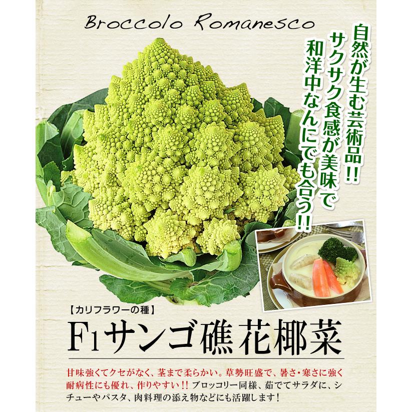 カリフラワー 種 高額売筋 野菜たね F1サンゴ礁花椰菜 はなやさい 1袋 1ml 野菜のタネ 種子 国華園 タネ 花野菜 野菜 ロマネスコ Ytc22 カリフラワーの種