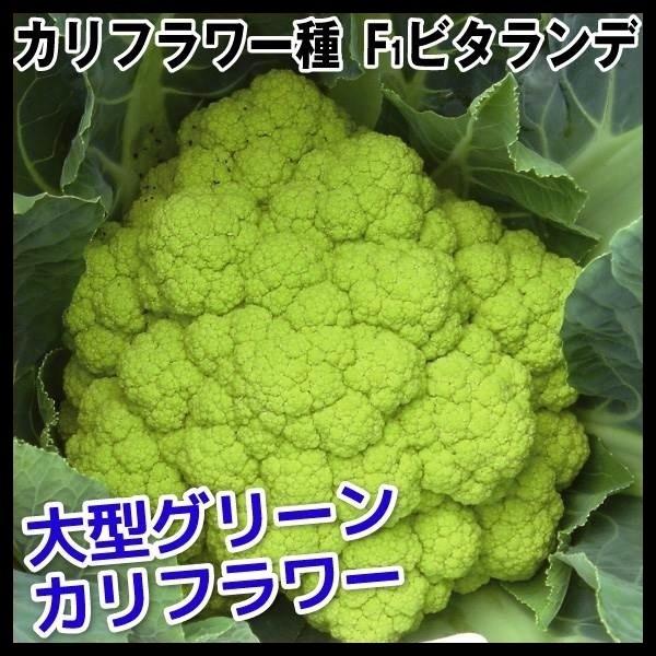 カリフラワー タネ F1ビタランデ 1袋(30粒) 種 野菜たね 【YTC21】
